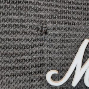 studio-la-boite-a-meuh-baffle-marshall-1960A-grill-cloth